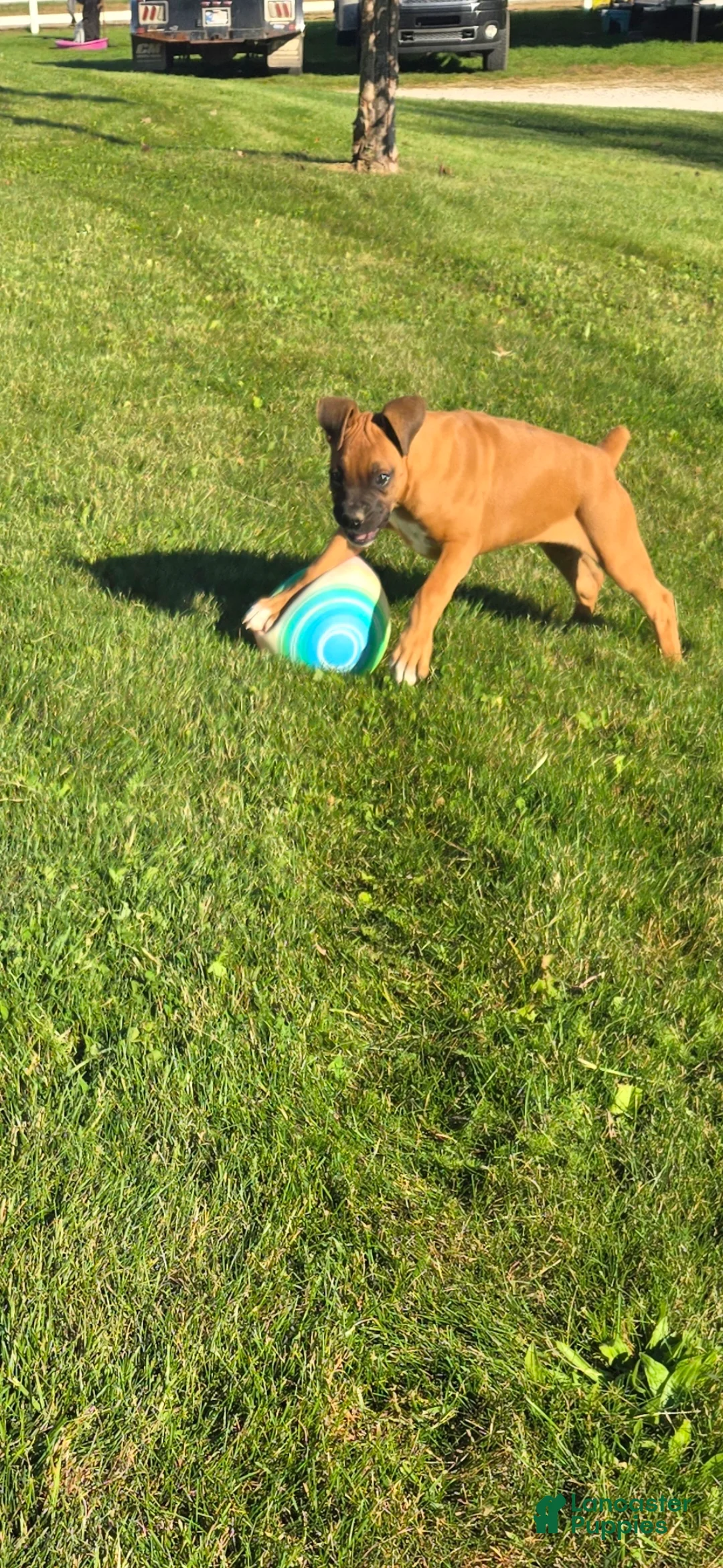 Boxer dogs for sale: Saigd - Ad 1