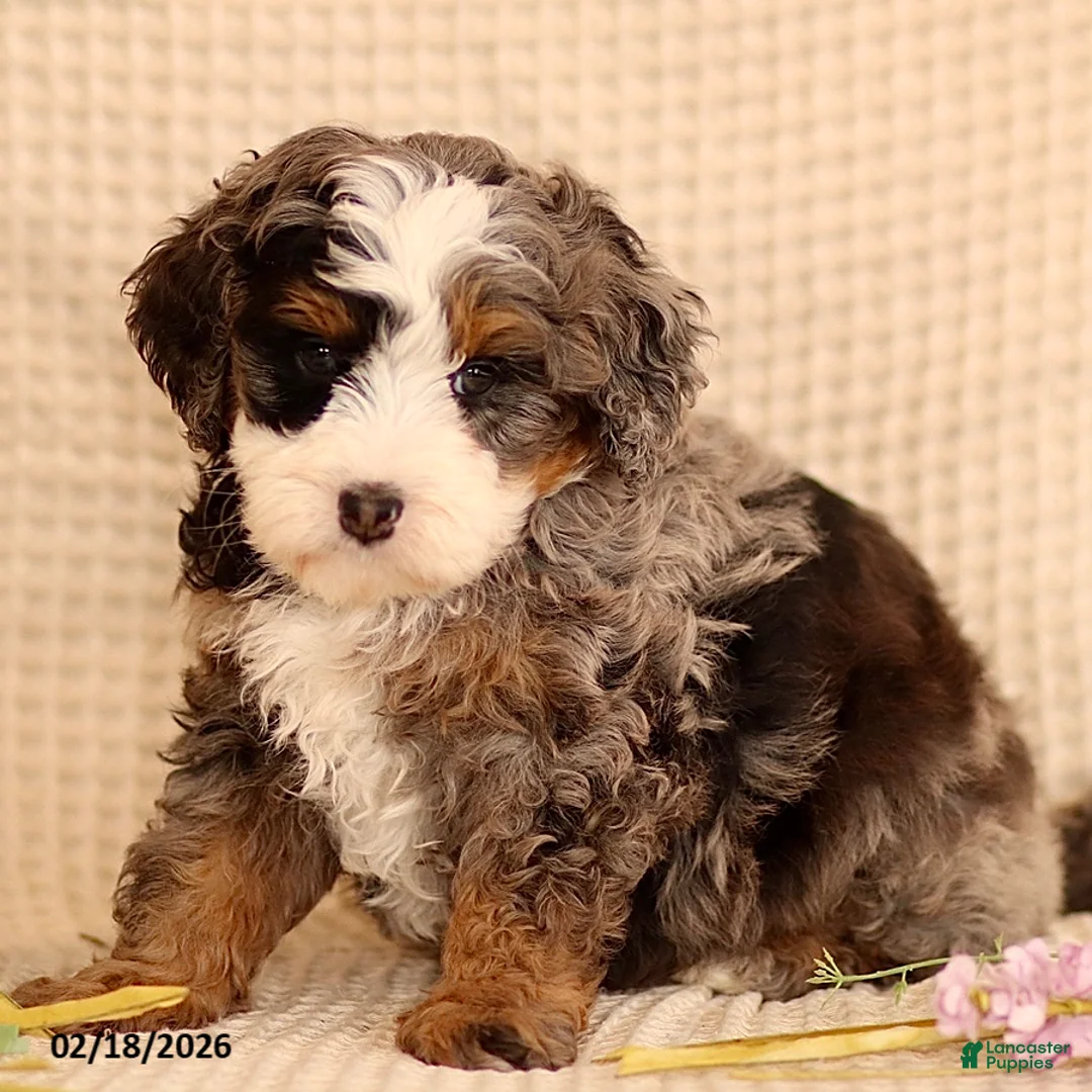 Mini Bernedoodle dogs for sale: Max - Ad 5