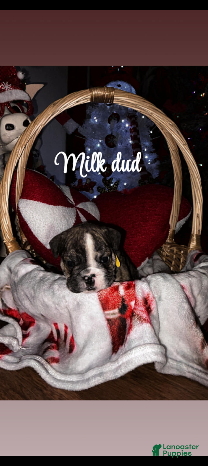 English Bulldog dogs Milk dud - Ad 6