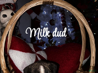 English Bulldog dogs Milk dud - Ad 15