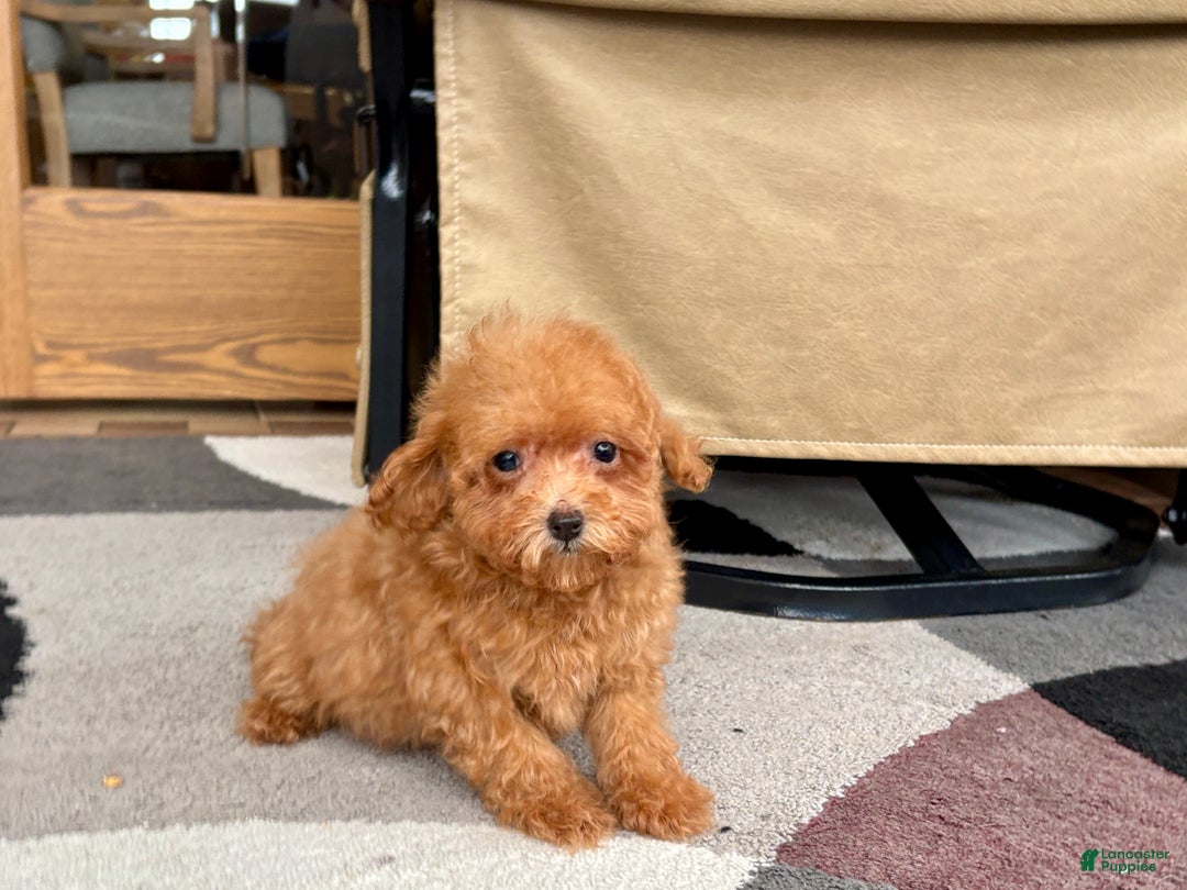 Maltipoo dogs for sale: Red Honey  - Ad 7