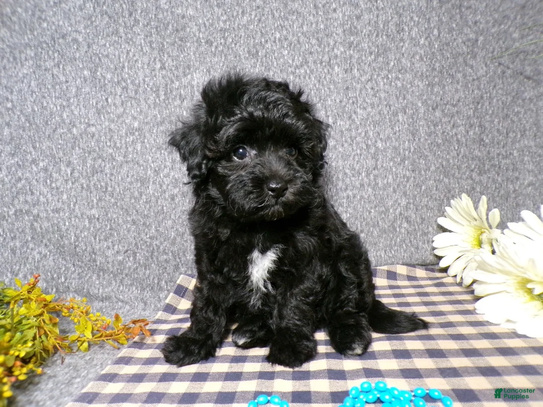 Havapoo dogs for sale: Boomer - Ad 2