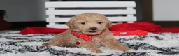 Bichpoo dogs for sale: Kelby - Ad 5