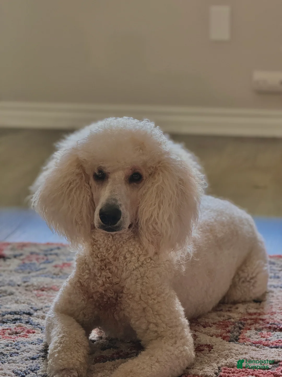 Cockapoo dogs for sale: Cockapoo Puppy 4 - Ad 5