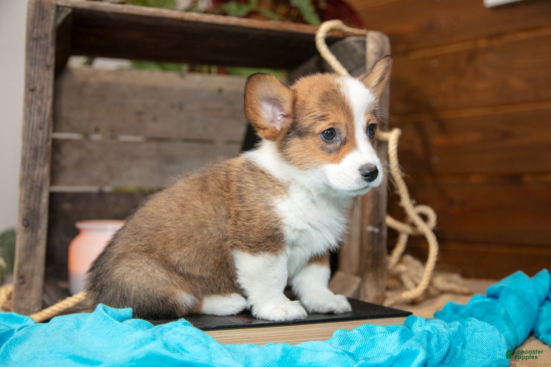Welsh Corgi Pembroke dogs for sale: Ernie - Ad 3