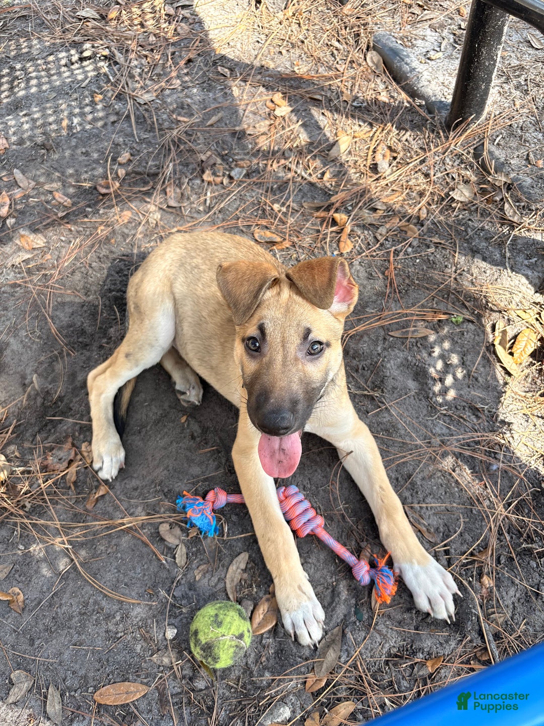 Mixed Breed dogs for sale: Pickle  - Ad 1