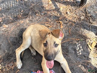 Mixed Breed dogs Pickle - Ad 3