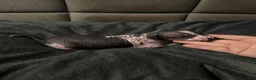 Xoloitzcuintle dogs for sale: Matcha - Ad 2
