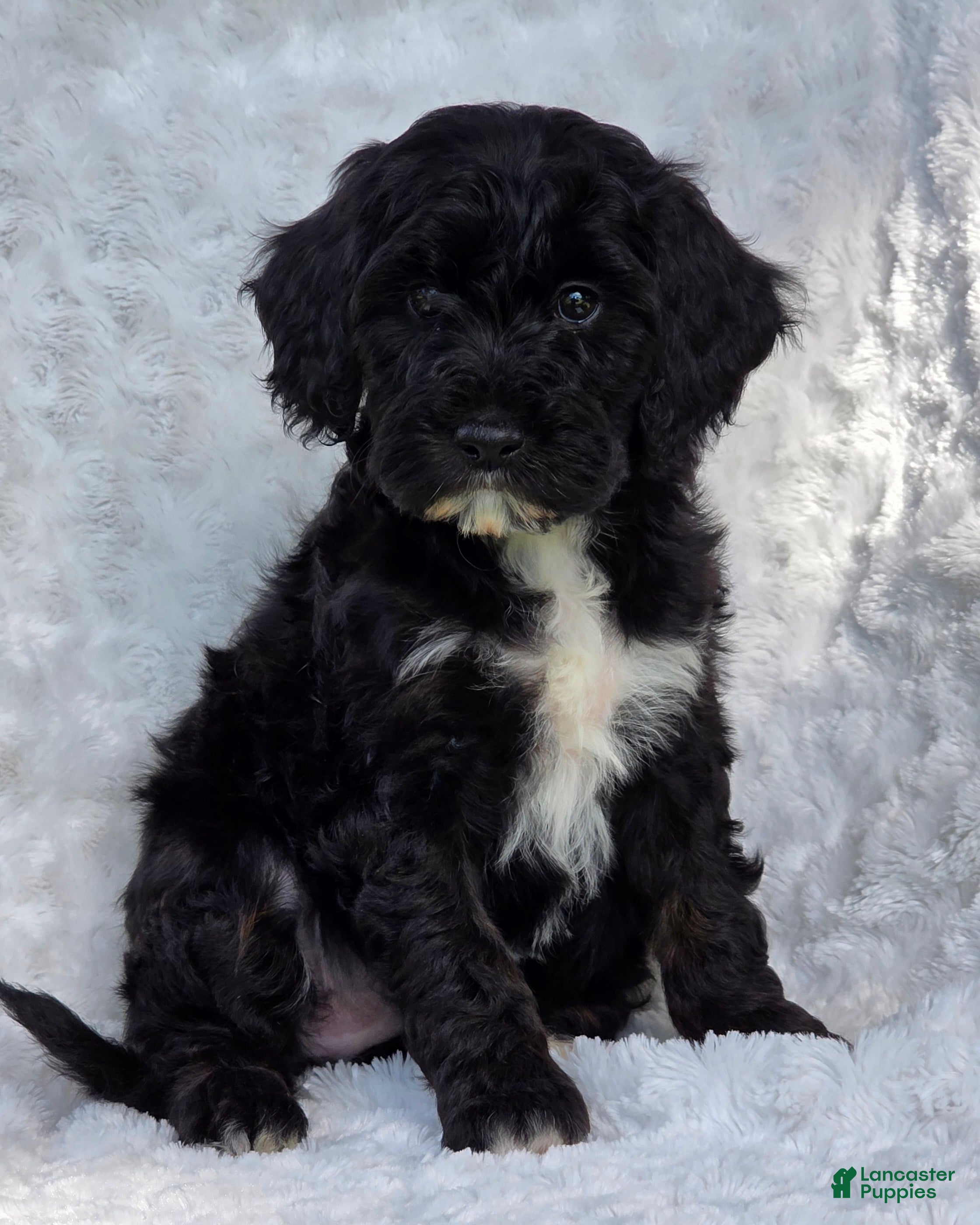 Mini Goldendoodle dogs for sale: Bailey - Ad 2