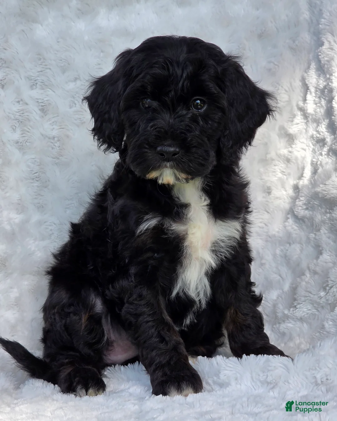 Mini Goldendoodle dogs for sale: Bailey - Ad 1