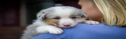 Mixed Breed dogs for sale: Blue - Ad 3