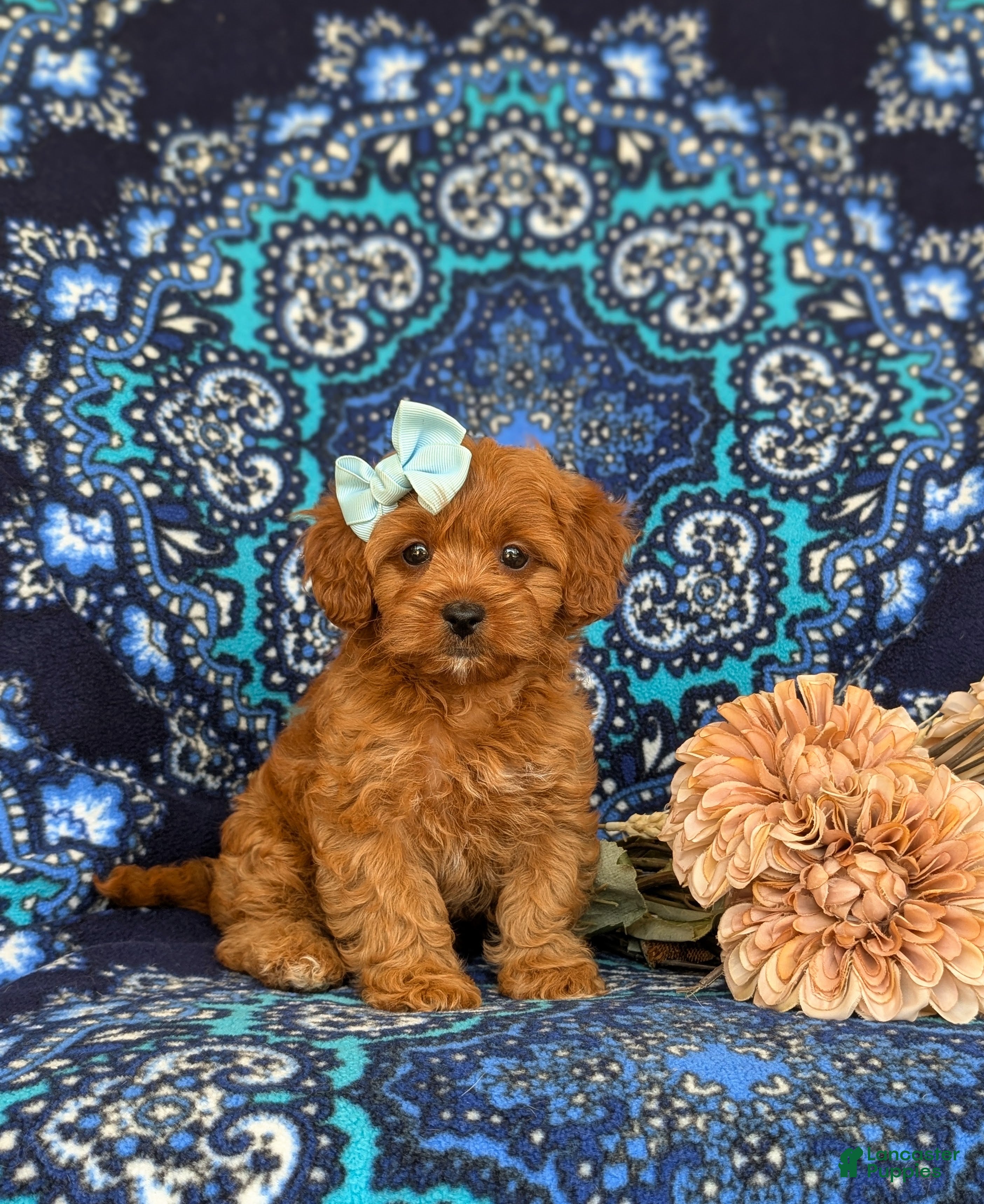 Shihpoo dogs Adeline - Ad 2
