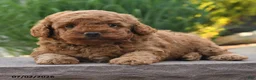 Toy Poodle dogs for sale: Gio - Ad 4