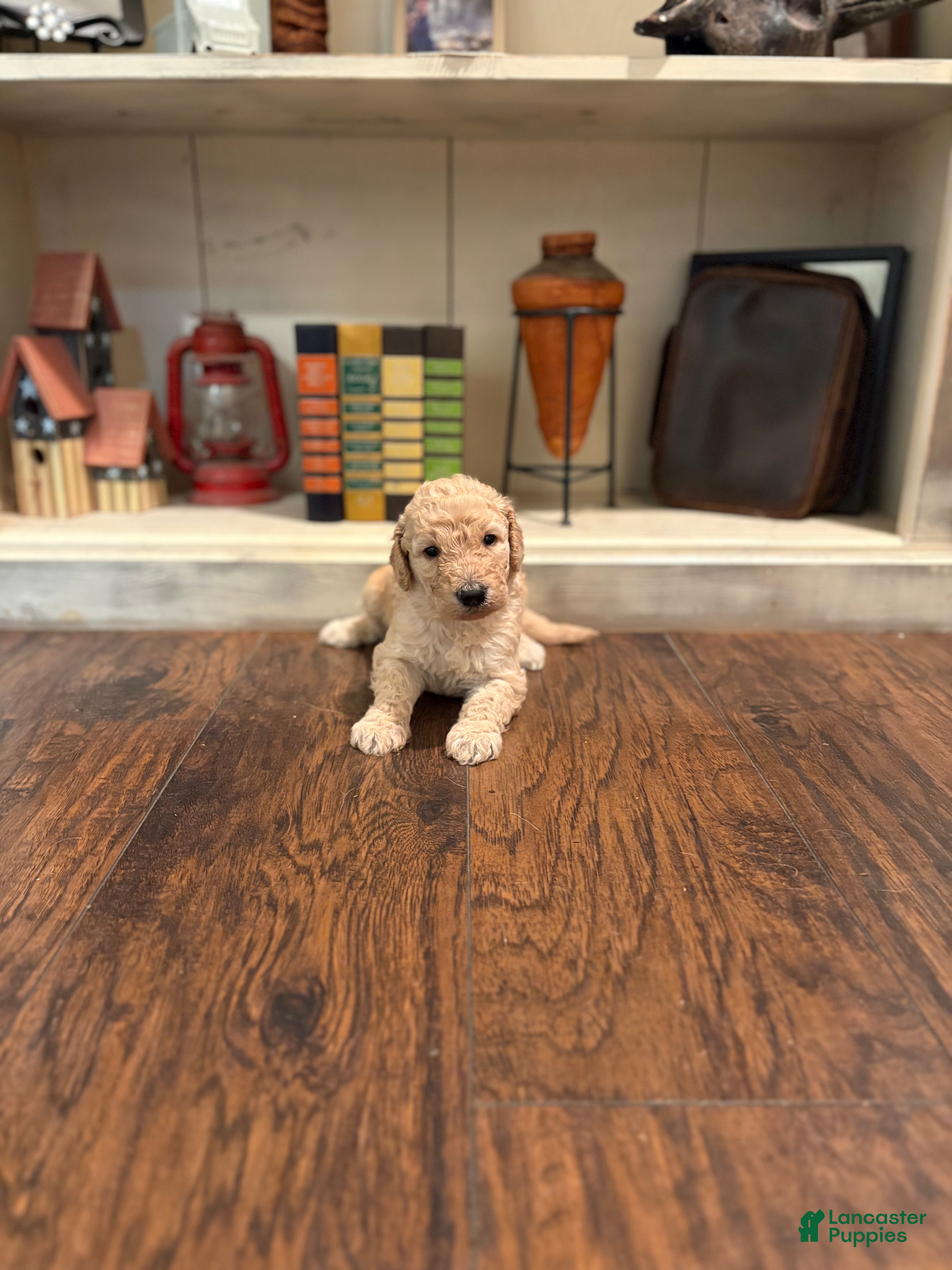 Goldendoodle dogs Goldendoodle Puppy 8 - Ad 29