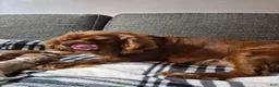 Cavalier King Charles Spaniel dogs for sale: Cavalier King Charles Spaniel 3 - Ad 3