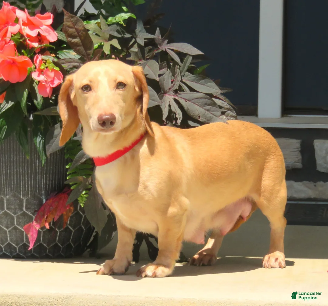 Miniature Dachshund dogs for sale: Rosie - Ad 8