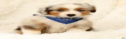 Miniature Australian Shepherd dogs for sale: Blue - Ad 8