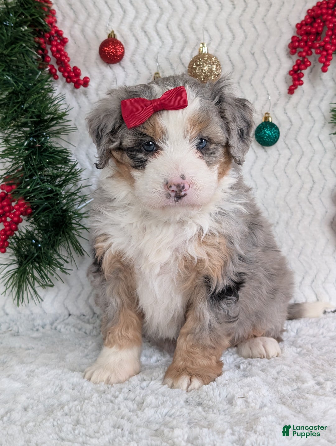 Mini Bernedoodle dogs for sale: Mini Pippa  - Ad 5