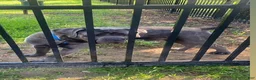 Cane Corso dogs for sale: Cane Corso 1 - Ad 2