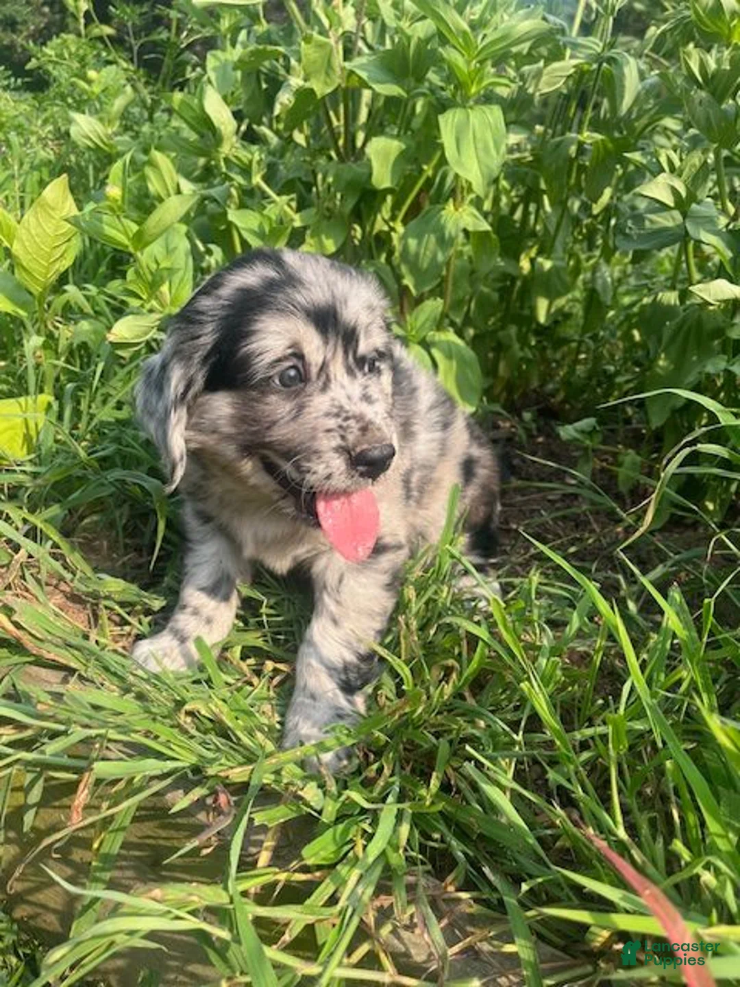 Mixed Breed dogs for sale: Les - Ad 4
