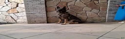 German Shepherd dogs for sale: Rudolph - Ad 3