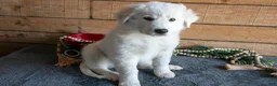 Maremma Sheepdog dogs for sale: Bluey - Ad 3