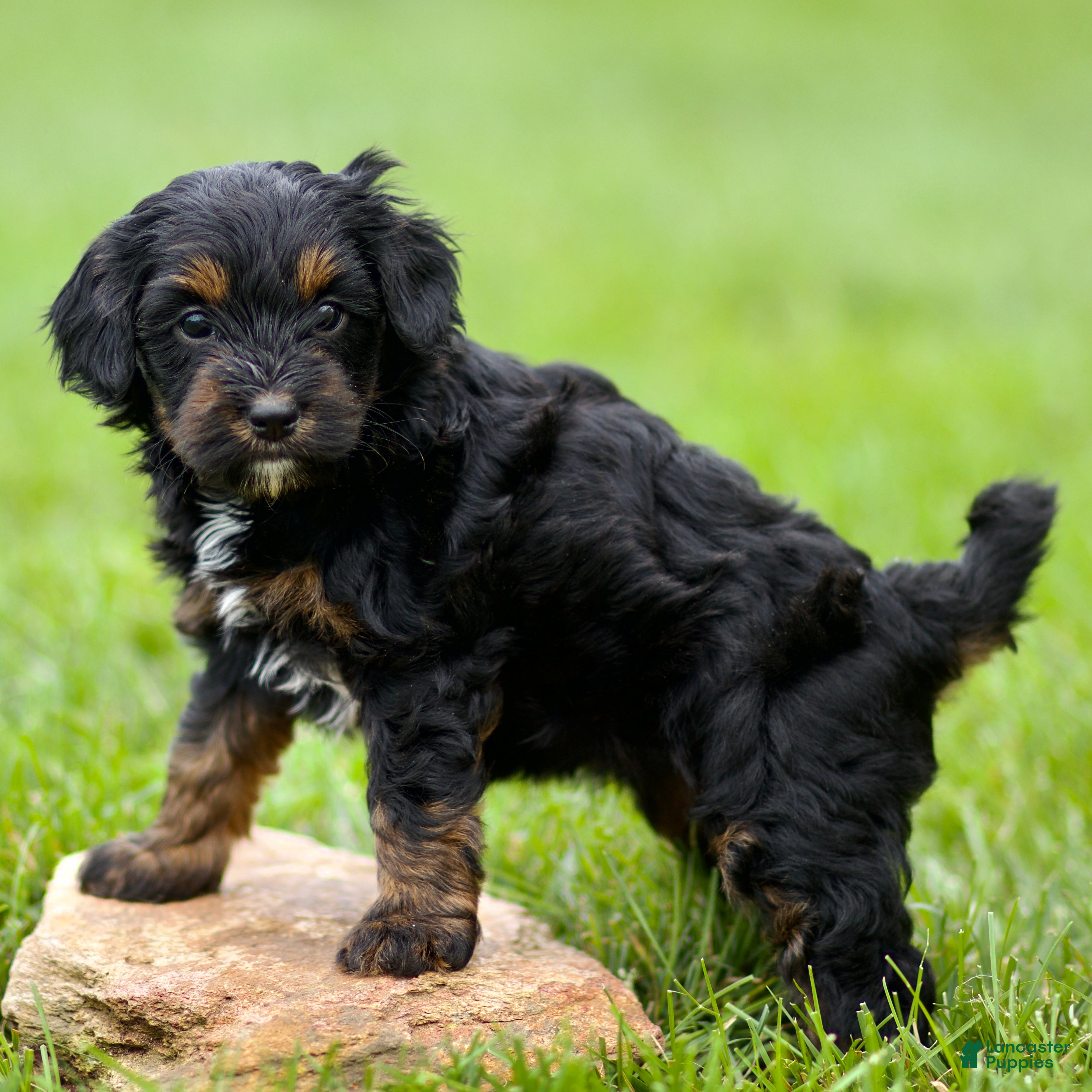 Cavapoo dogs Wisteria - Ad 2