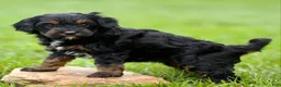 Cavapoo dogs for sale: Wisteria - Ad 2