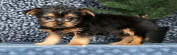 Yorkshire Terrier dogs for sale: Kennedy - Ad 6