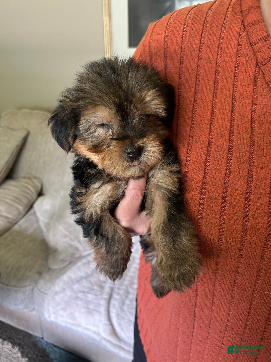 Toy Poodle Jack Russell Poodle Mix Puppies For Sale Dog Breed Jack