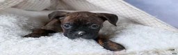 Boxer dogs for sale: Striker - Ad 4