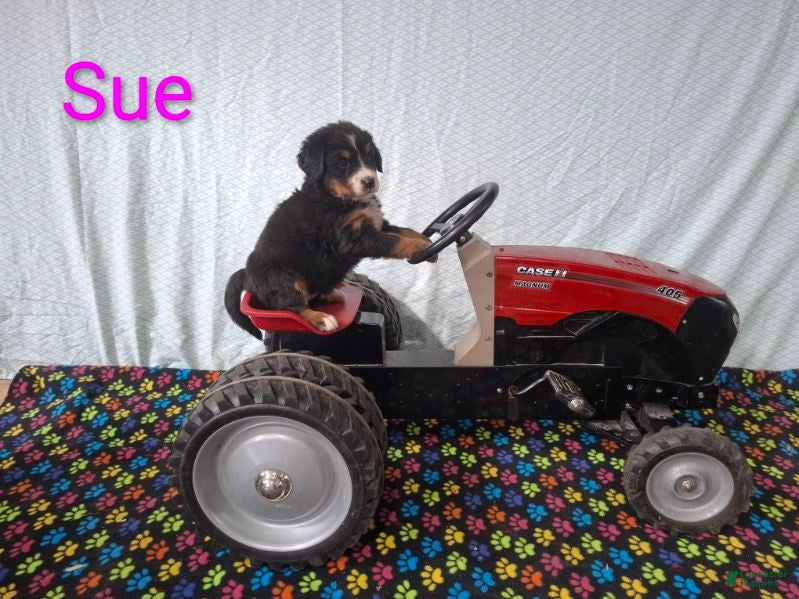 Bernese Mountain Dog dogs for sale: Sue - Ad 3