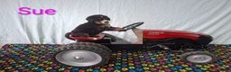 Bernese Mountain Dog dogs for sale: Sue - Ad 1