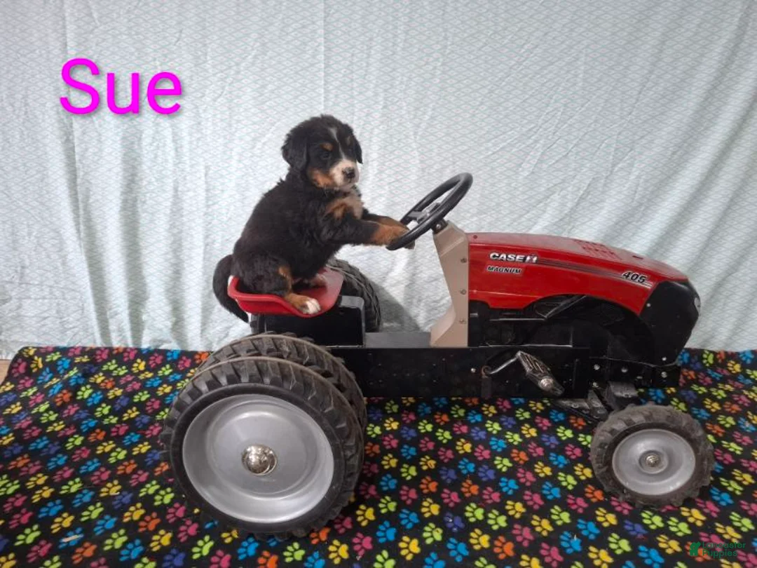 Bernese Mountain Dog dogs for sale: Sue - Ad 1