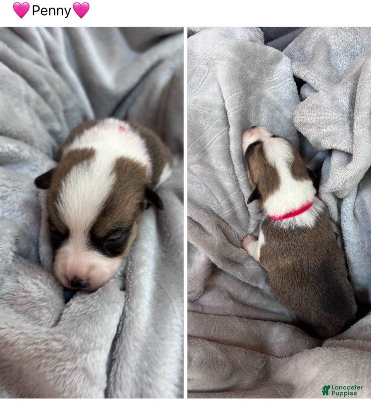 Mixed Breed dogs Penny_Female - Ad 38