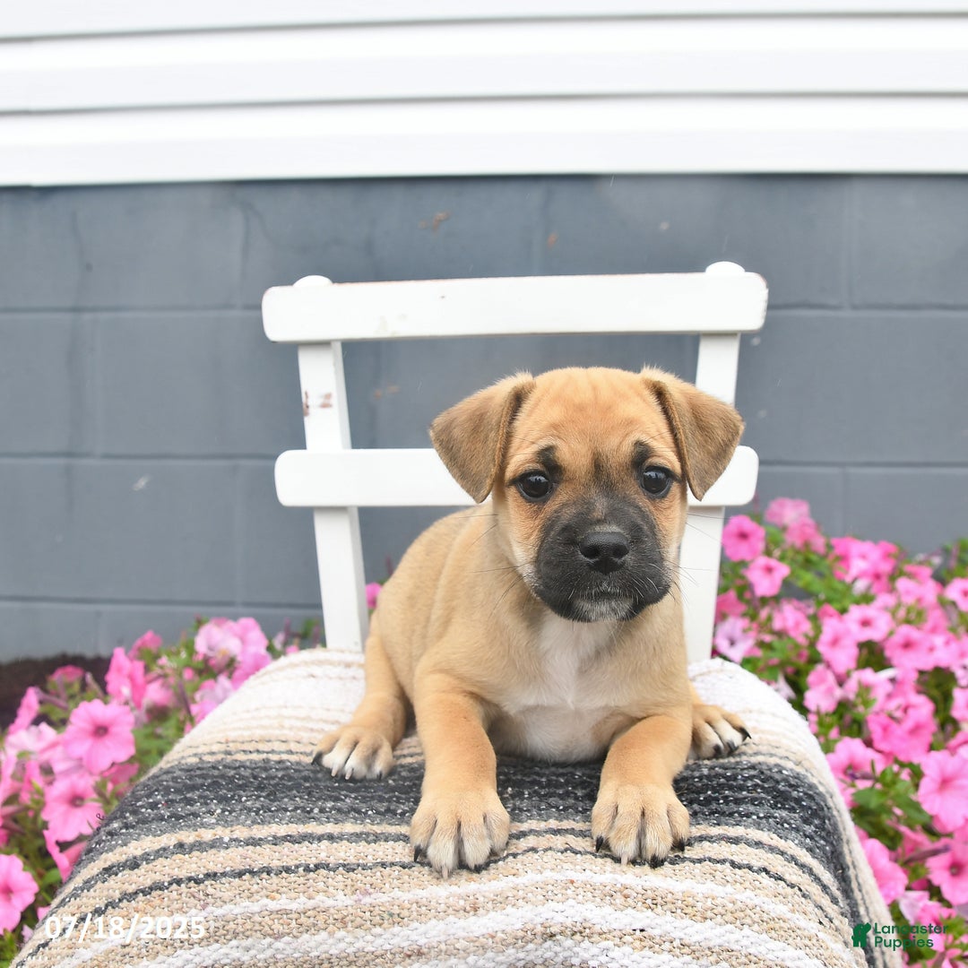 Mixed Breed dogs for sale: Shadow - Ad 10