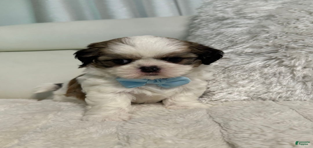 Gallery Image {{count}}