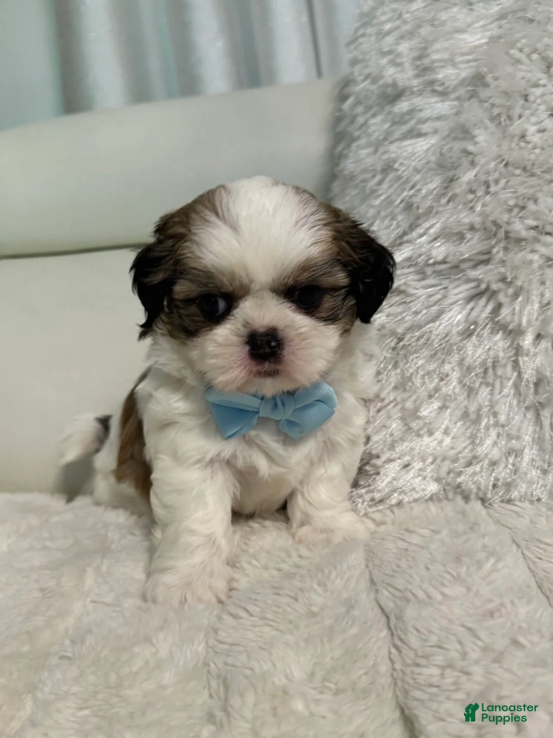 Gallery Image {{count}}