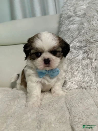 Gallery Image {{count}}