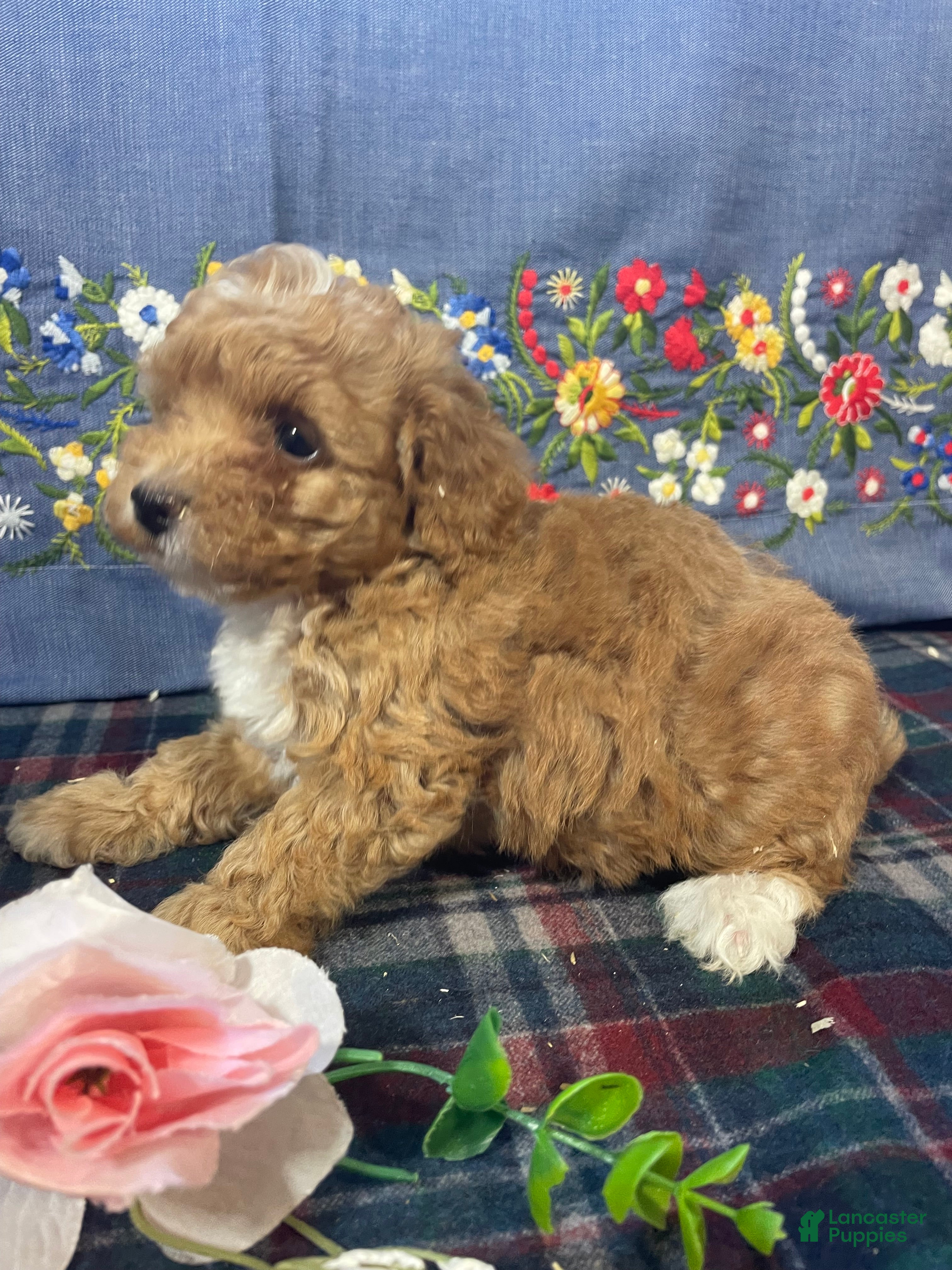 Toy Poodle dogs Bubbles - Ad 2