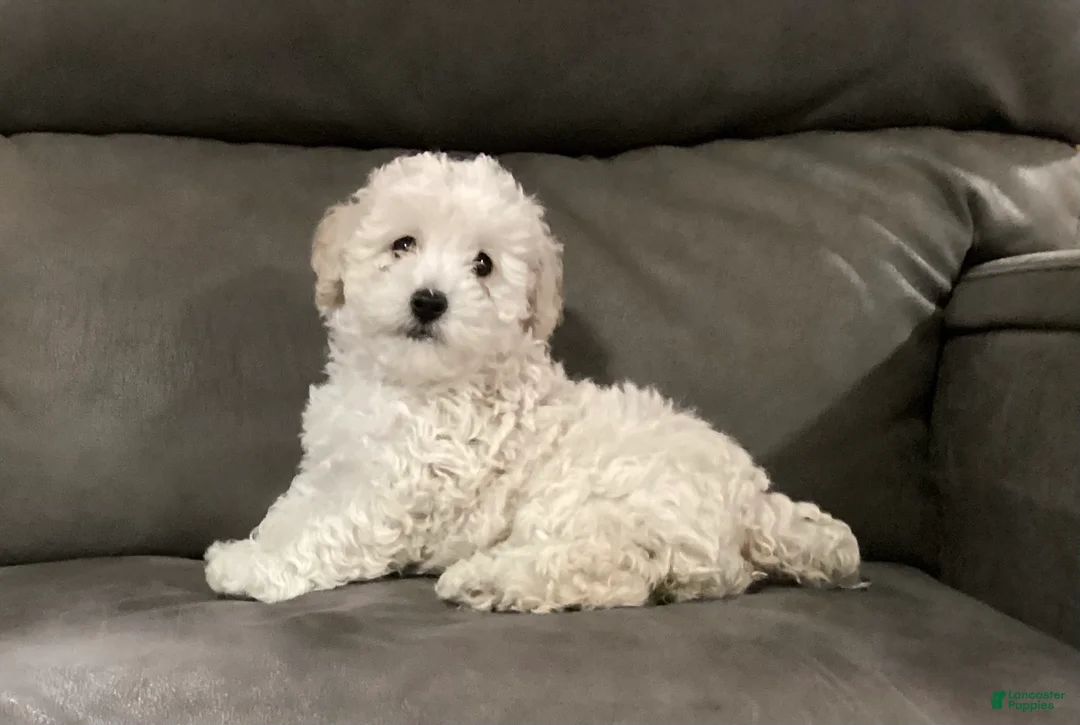 Miniature Poodle dogs for sale: Star - Ad 2