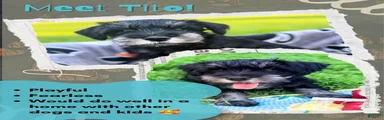 Tito