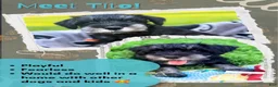 Miniature Schnauzer dogs for sale: Tito - Ad 1