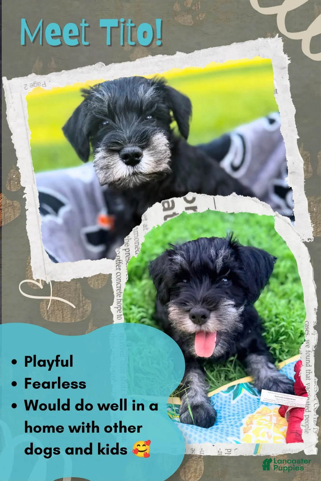 Miniature Schnauzer dogs for sale: Tito - Ad 1