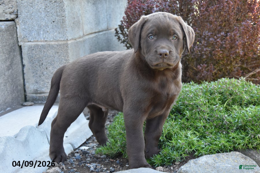 Labrador Retriever dogs Micah - Ad 1
