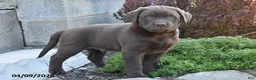 Labrador Retriever dogs for sale: Micah - Ad 1