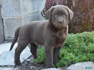 Labrador Retriever dogs for sale: Micah - Ad 1