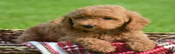 Mini Goldendoodle dogs for sale: Deva Mini Goldendoodle 3 - Ad 4