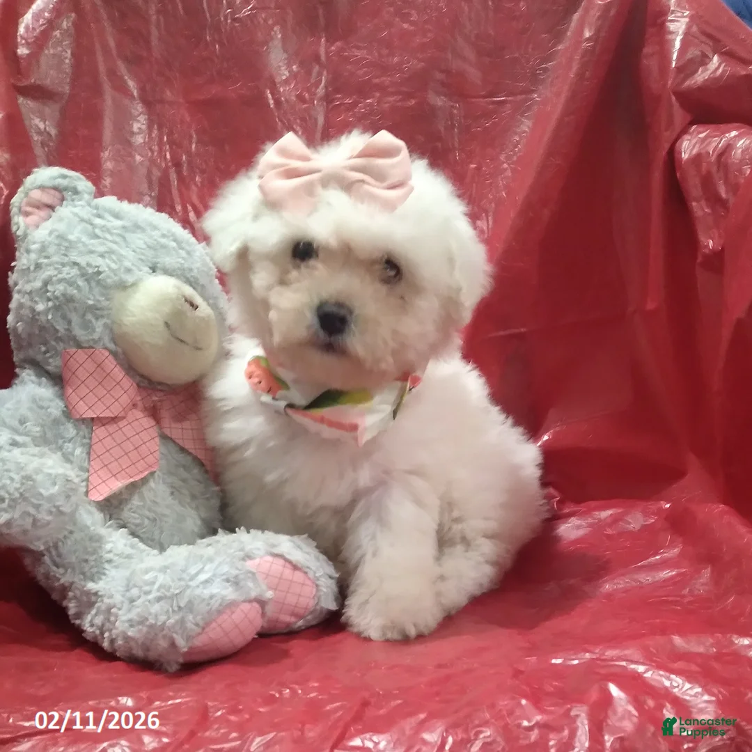 Bichon Frise dogs for sale: Princess - Ad 1