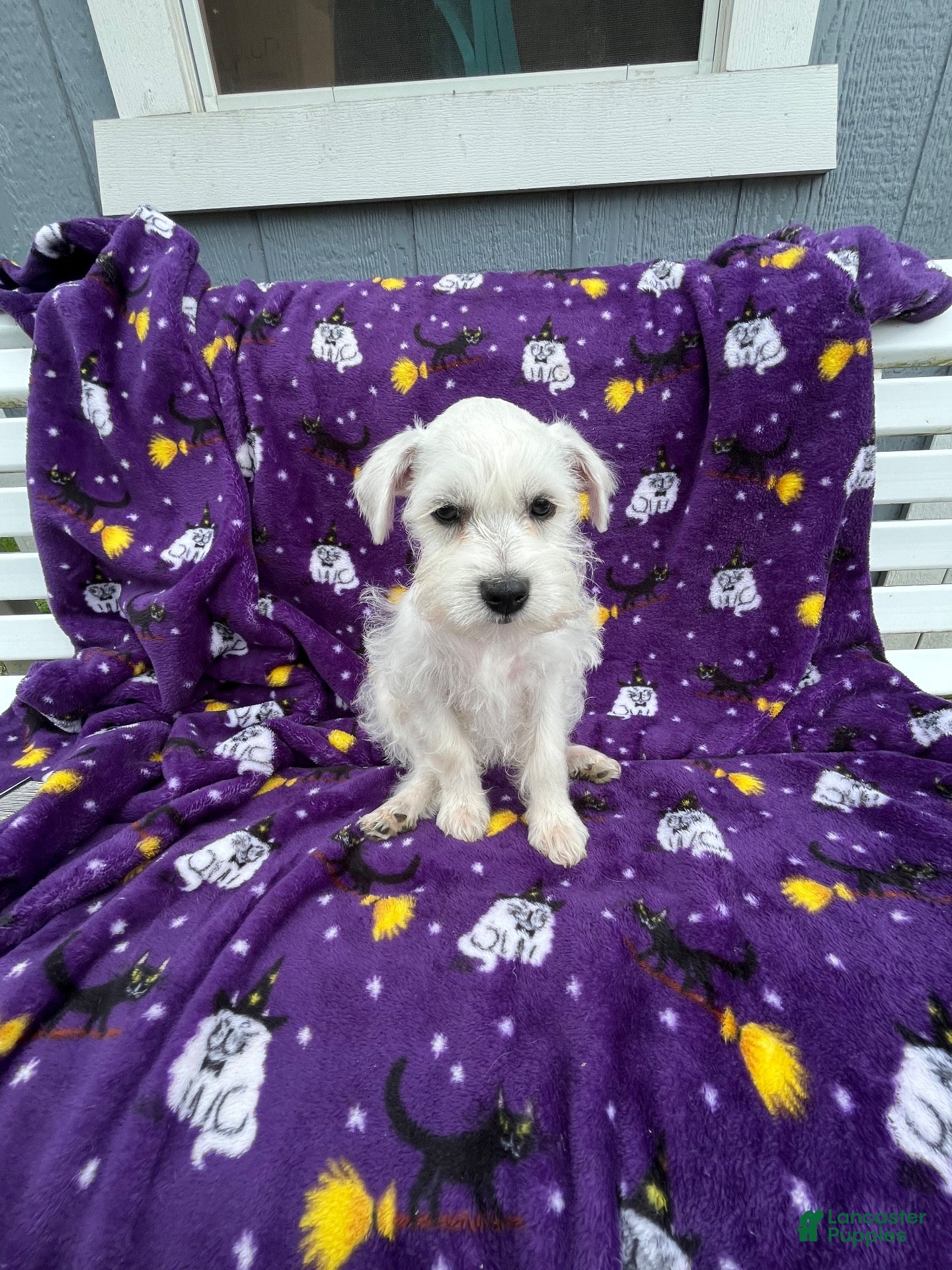 Miniature Schnauzer dogs AKC Lady  - Ad 2